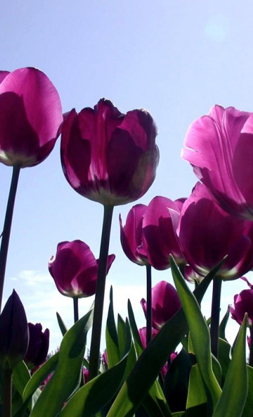 Tulipany (66).jpg