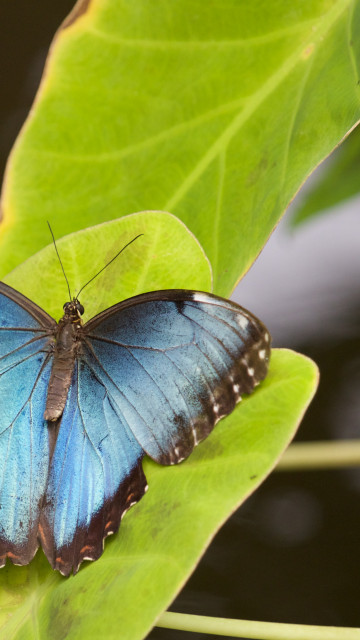 Morpho Menelaus na liściu