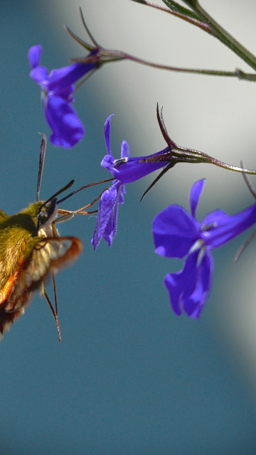 Motyl, Hummingbird Sfinks, Ćma