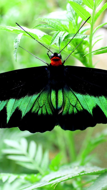 Piękny motyl z Malezji