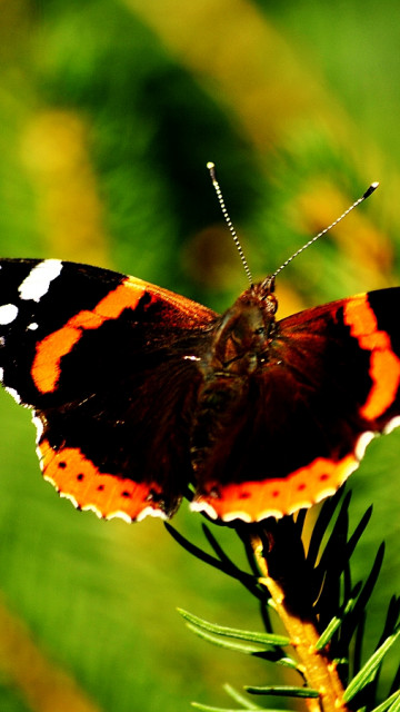 MOTYL