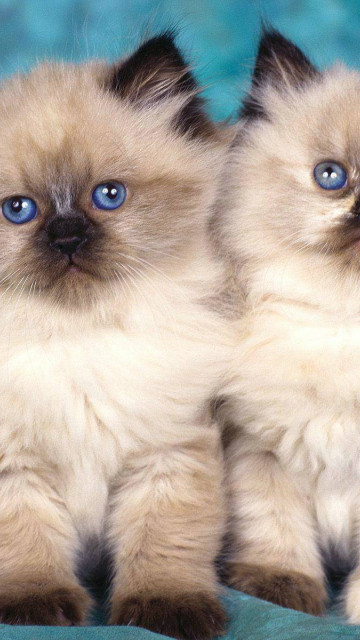 kotki z niebieskimi oczkami