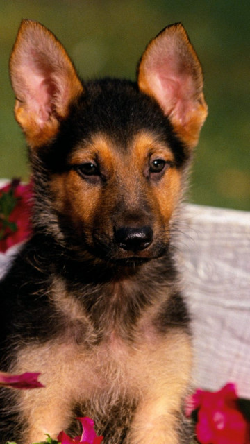 Shepherd Puppy.jpg