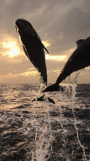 tapety delfiny (35).jpg