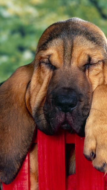 40 Winks, Bloodhound Puppy.jpg