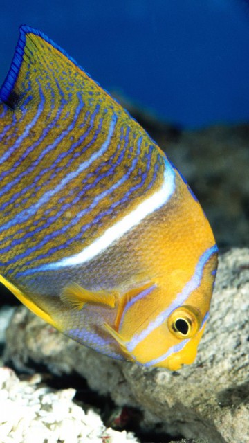 King Angelfish.jpg