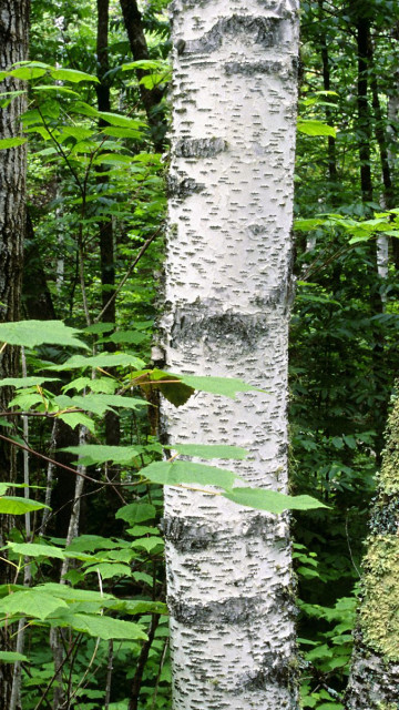 Aspen Trunks, North Woods, Quetico Provincial Park, Ontario, Canada.jpg