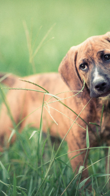 Pies w trawie