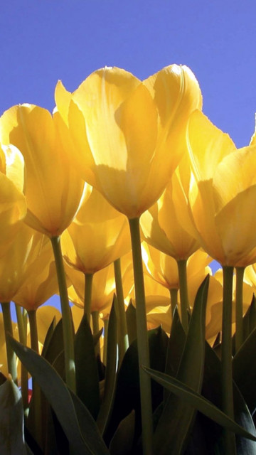 Tulipany (67).jpg