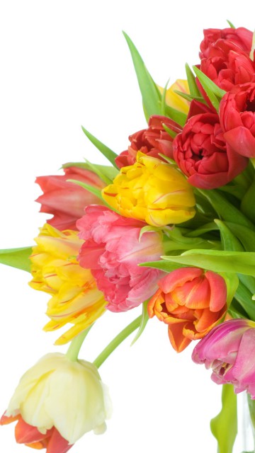 Tulipany (32).jpg