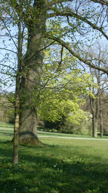 Parkowe drzewo