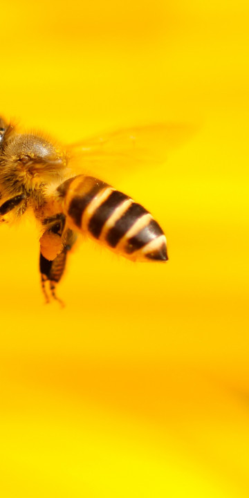 Pszczoła frunie do kwiatka