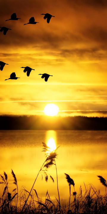 Zachód słońca nad jeziorem i ptactwo
