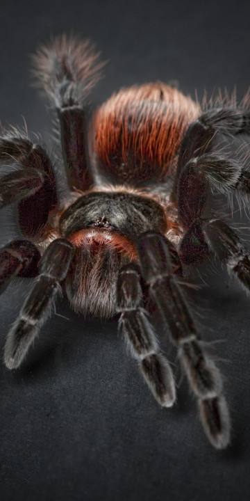 Pająk Tarantula