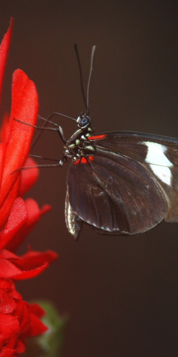 Papilio Rumanzovia, Motyl