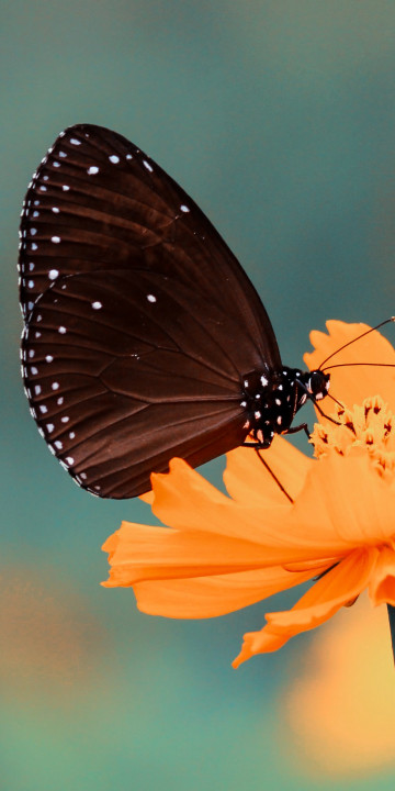 Motyl brązowy przysiadł na kwiatku