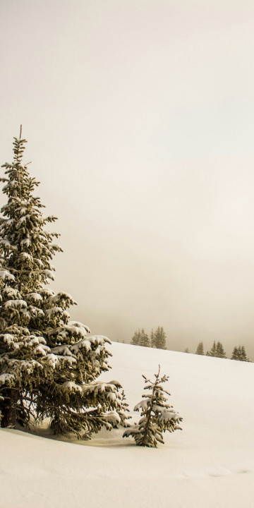 Stok, zima, śnieg i drzewo