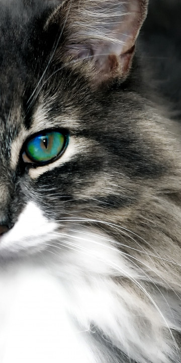 Kot i jego niebiesko-zielone oczy