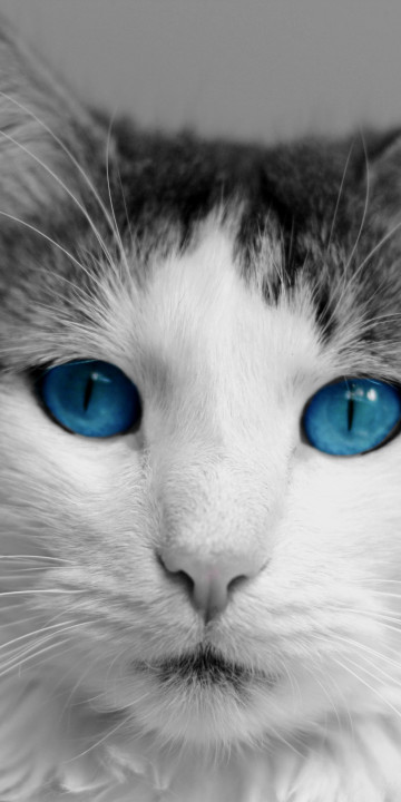 Kot i jego piękne niebieskie oczy