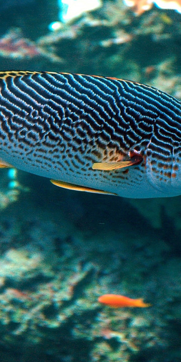 Ryba tropikalna, morska