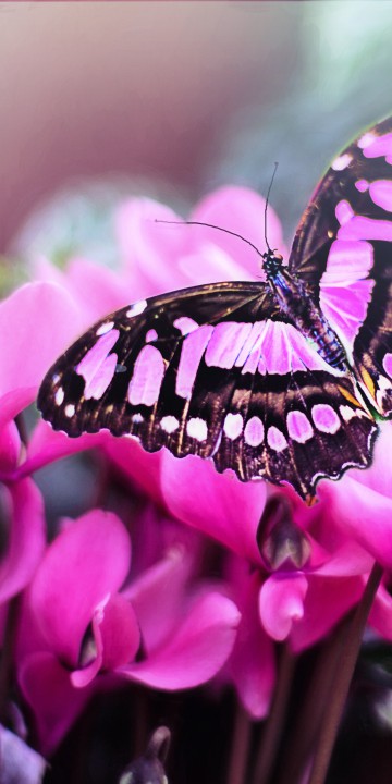 Piękny, różowy motyl na kwiatach
