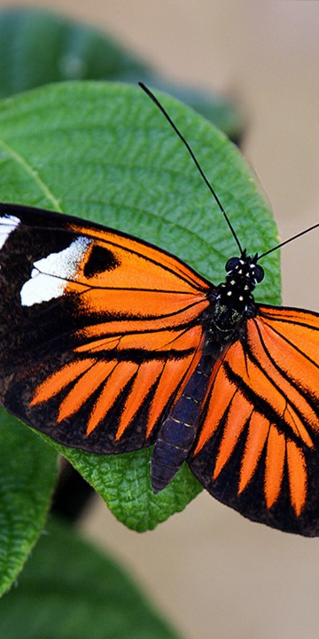 Pomarańczowo czarny motyl