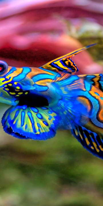 fish mandarinfish