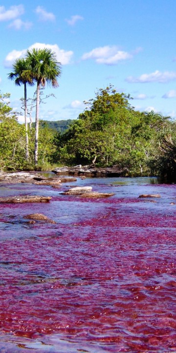 Caño Cristales