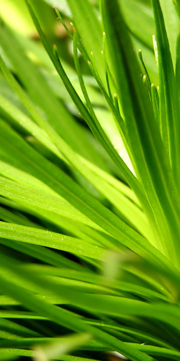 makro-foto-zielone-rosliny (50).jpg
