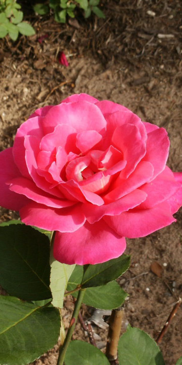 roze (6).jpg