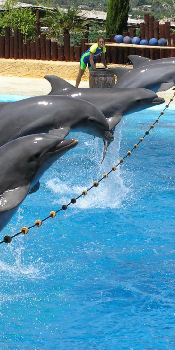 tapety delfiny (53).jpg