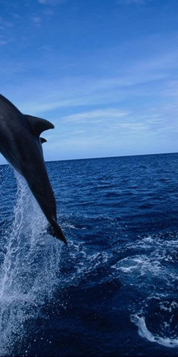 tapety delfiny (65).jpg