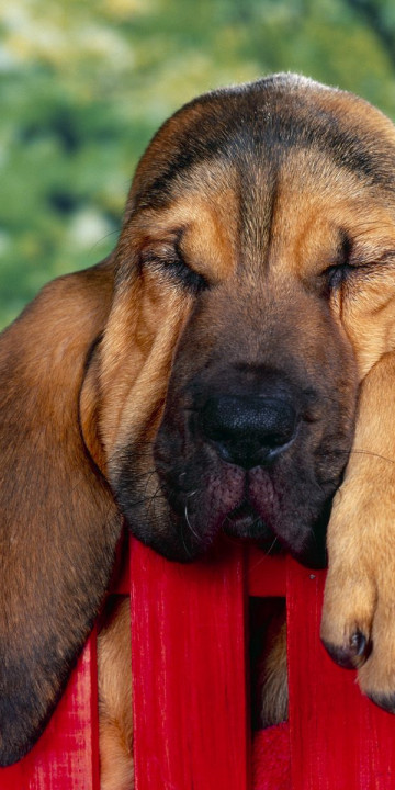 40 Winks, Bloodhound Puppy.jpg