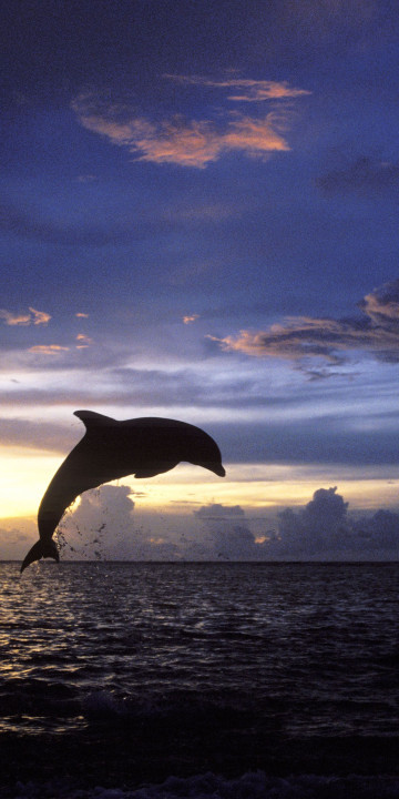 Delfiny 15