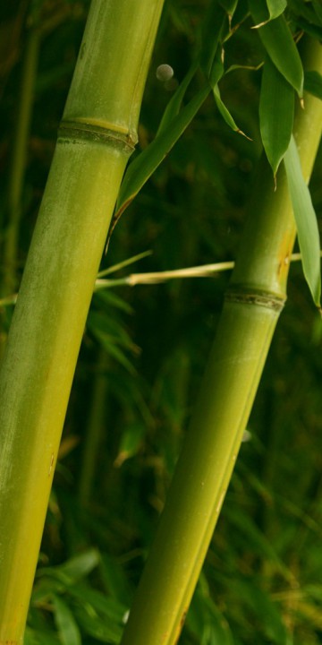 makro-foto-zielone-rosliny (113).jpg