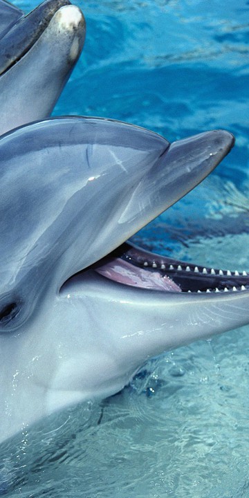 tapety delfiny (20).jpg