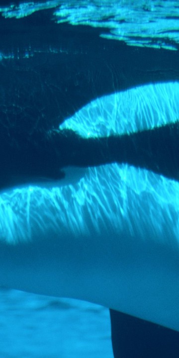 Submerged, Killer Whale.jpg