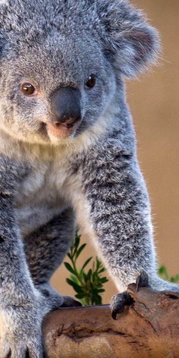 Niedżwiadek koala