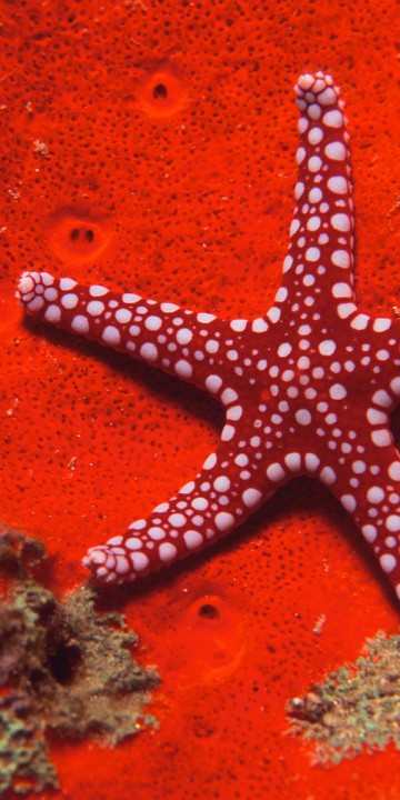 Red Starfish.jpg