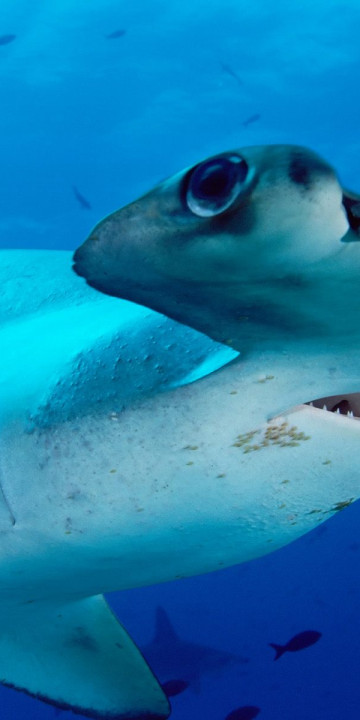 Scalloped Hammerhead.jpg