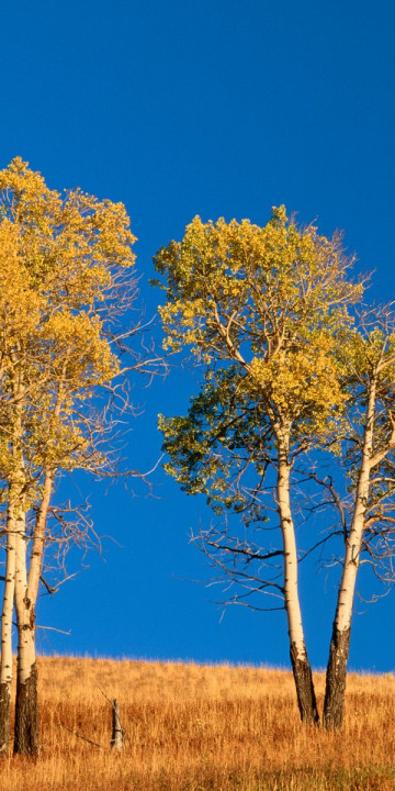 Autumn Aspen Trees and Sunset, Yellowstone National Park, Wyoming.jpg