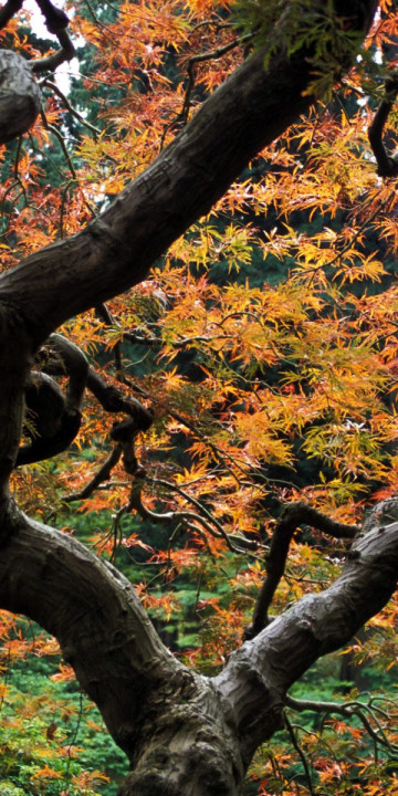 Maple Tree, Japanese Garden, Portland, Oregon.jpg
