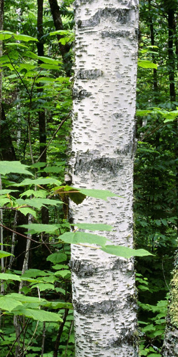 Aspen Trunks, North Woods, Quetico Provincial Park, Ontario, Canada.jpg