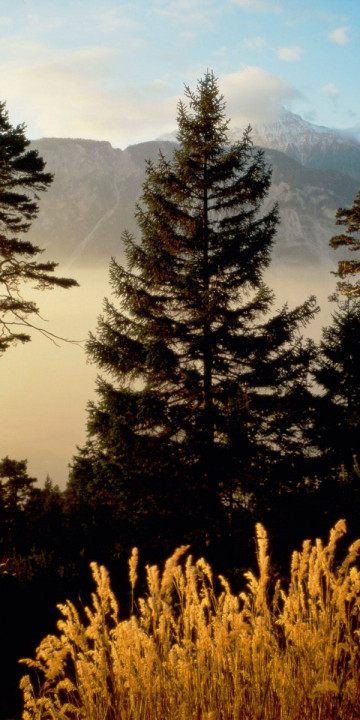 Twilight In The Woods, Valais, Switzerland.jpg