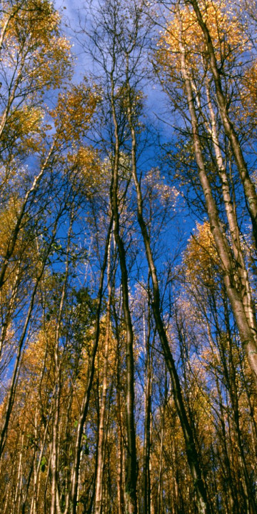 Autumn Aspens, Hidden Lake, Alaska.jpg