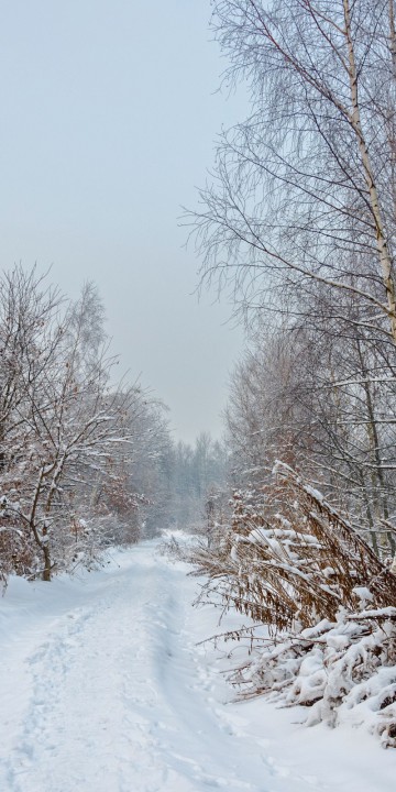 Krajobraz zima 79
