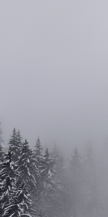 Mgła w lesie