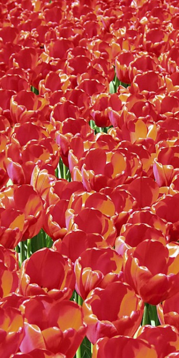 Tulipany (75).jpg