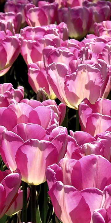 Tulipany (52).jpg