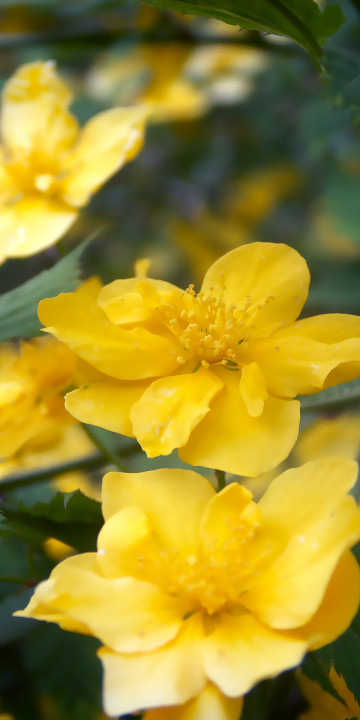 żółte kwiatki
